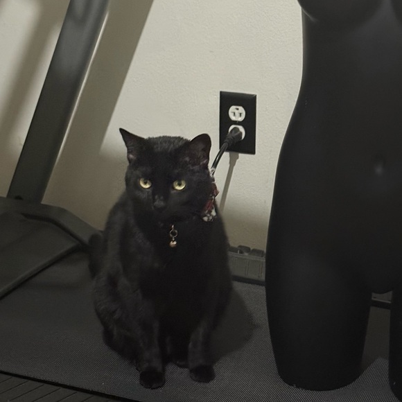 Meet your Posher, Miss K Marie - Picture 5 of 6